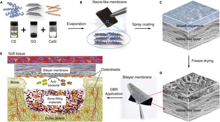 Silver Nanoparticles for Bone Regeneration
