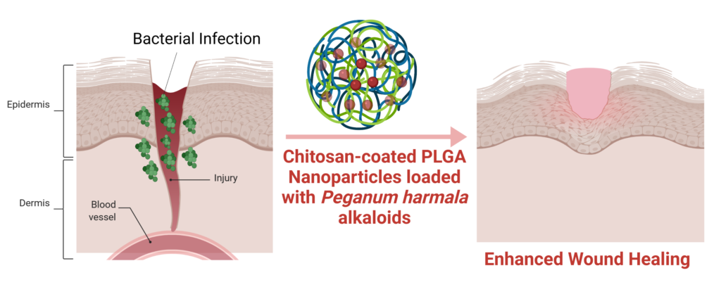Synergistic Effects of Chitosan Nanoparticles